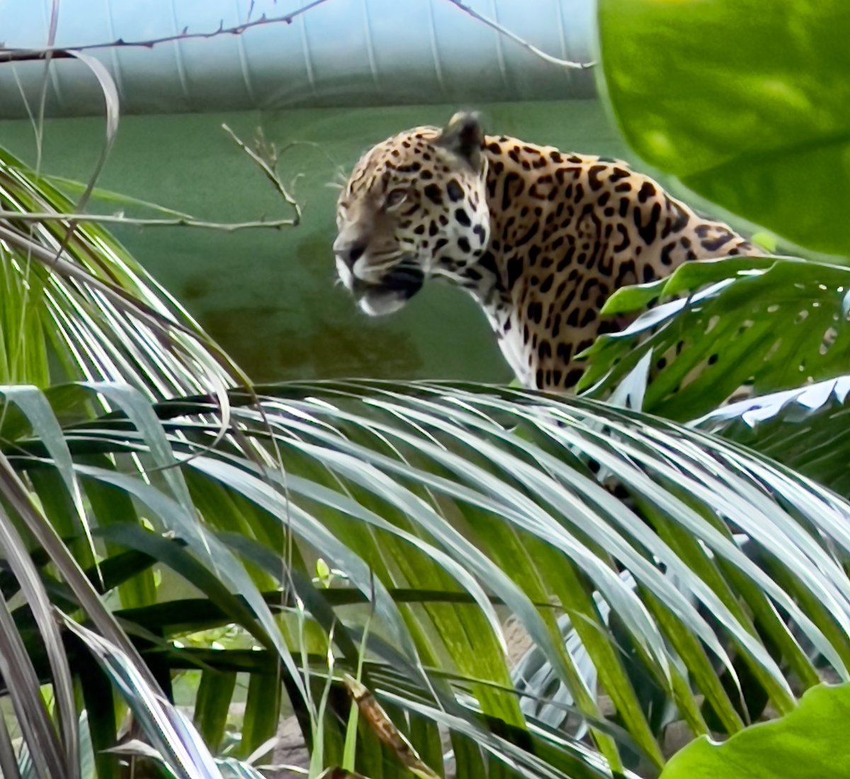 sharpfocus's tweet photo. The very gorgeous Napo the Jaguar @chesterzoo yesterday. He was being very vocal. I wonder if he misses Goshi still? #zoos #chesterzoo #jaguar #bigcatphotography  #napo https://t.co/59CoTyVTeM