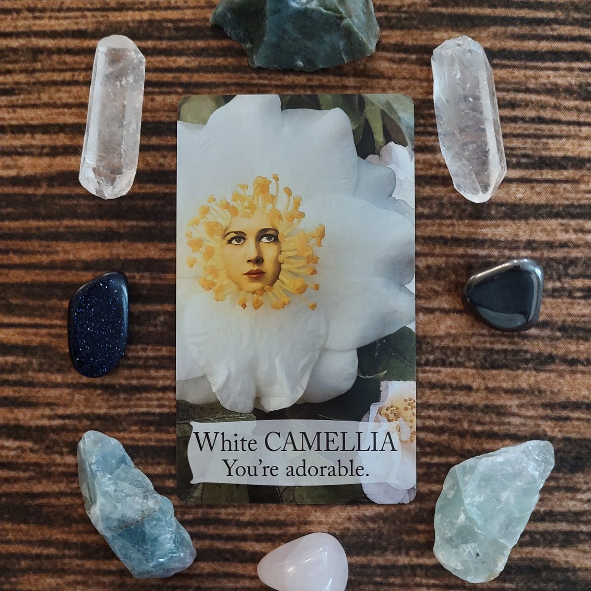 FairySurreal's tweet image. Enjoy yourself. Really revel in your own playful spirit, but remember even dreams must be rooted in reality if we want them to grow and bloom. #dailyspread #camellia #botanicaldeck #oracledeck #flowerdeck #floraldeck #magick buff.ly/3lkPBis