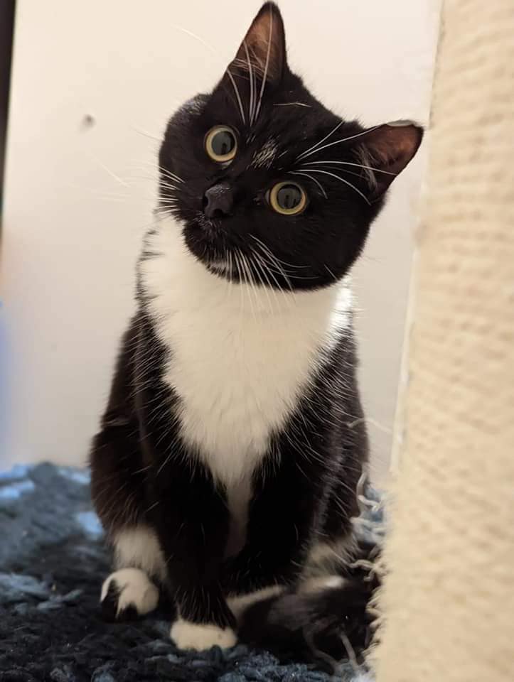 BCWRkittens's tweet photo. ❤️ We are delighted to tell you all that Splash and Splish have finally left Bradford Cat Watch Rescue and Sanctuary and found their Purrfect and Furever home❤️ We believe they are mum and daughter around 6 month and 11 months old. https://t.co/YAqbBqNTKe