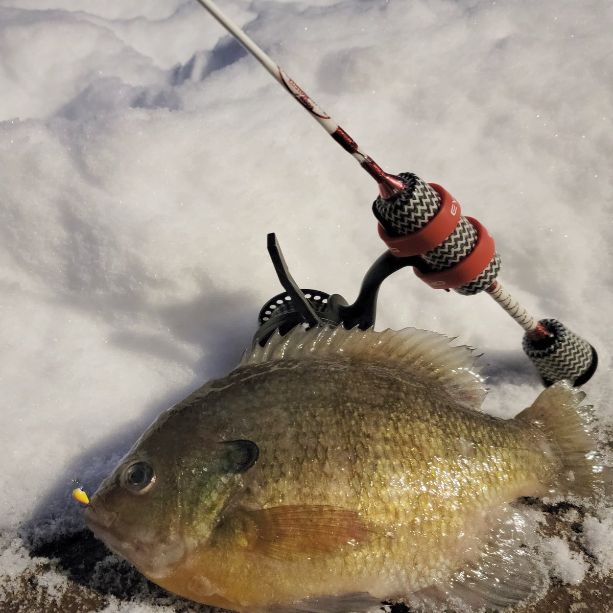 Big gills are legit 💪 #craftedforcatching