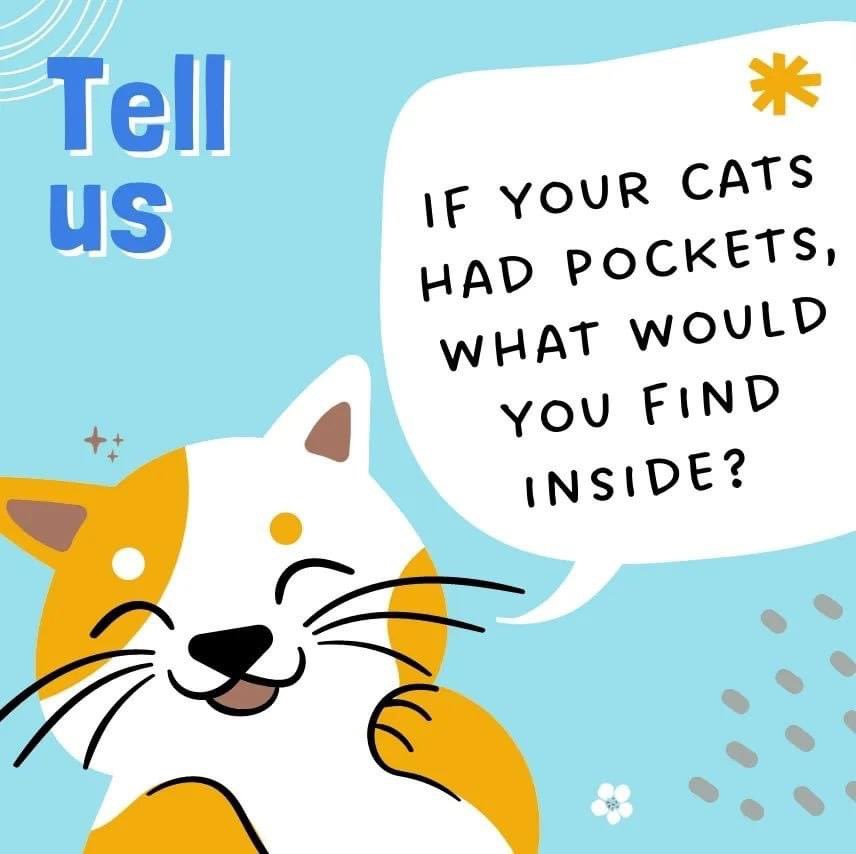 If your cat(s) had pockets, what would you find inside?