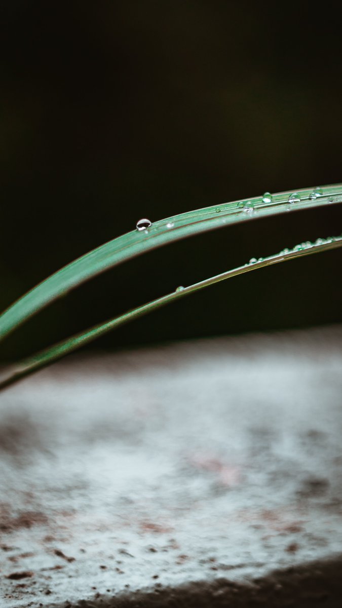 Photo #2 - A rain day in Bangalore due to the cyclones in Chennai. Droplets falling of a leaf

Shot on <a href="/SonyAlpha/">Sony | Alpha</a> A6300

#Bangalore #bangalorerains #SonyAlpha