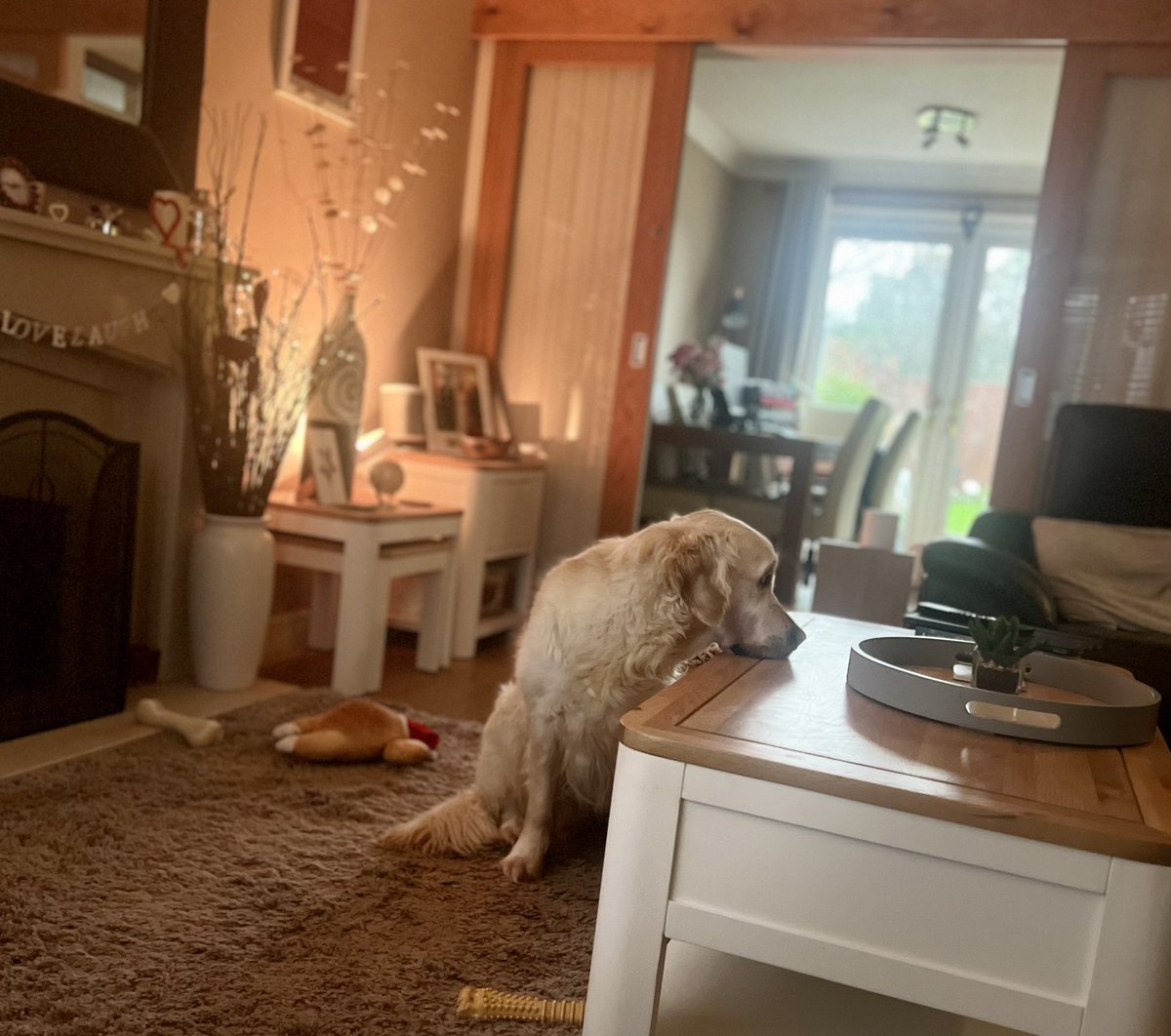 TRetriever's tweet photo. Anyone else experience the look of woe/hunger at every mealtime…..like clockwork 😜#dogsoftwitter #goldenretriever #dogsarefamily https://t.co/tHVhMZ6atj