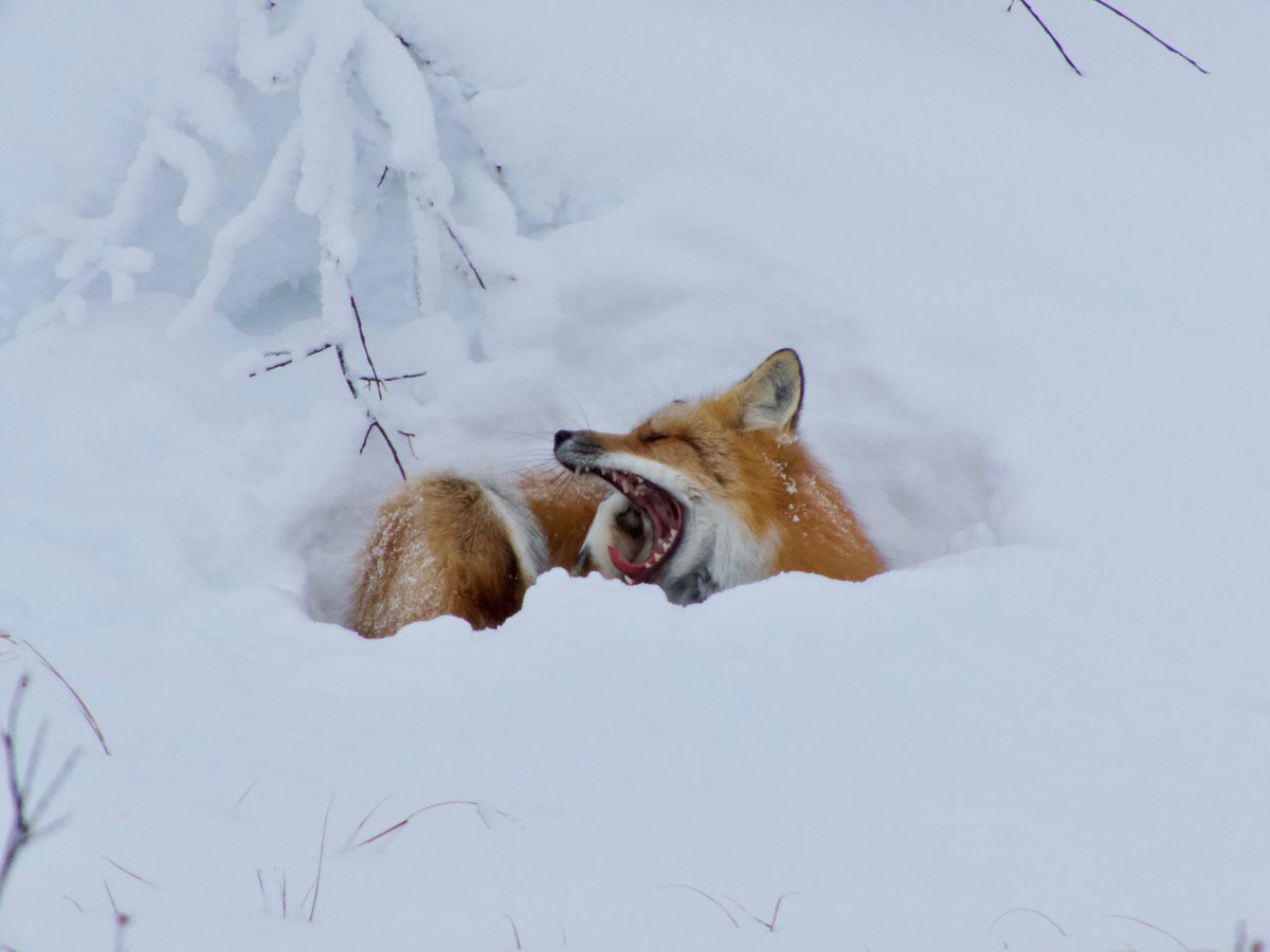 FrontiersNorth's tweet photo. 🦊Happy Sunday!

We hope you have had a relaxing weekend like this red fox! 

📸: Jim Baldwin https://t.co/xWWWJ7X33s
