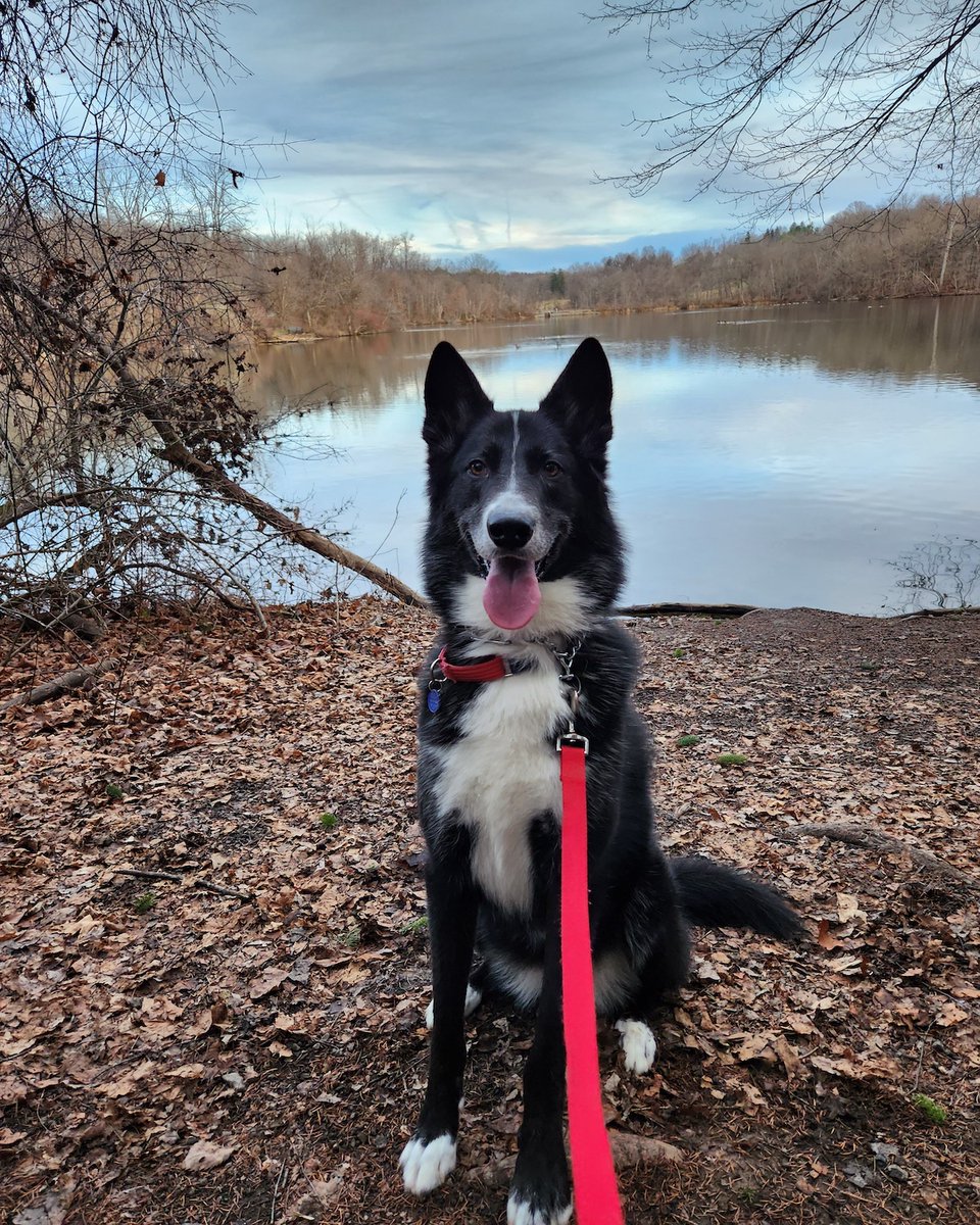 Suburban_K9's tweet photo. Please meet Fen!
He is training with us in one of our House Call Packages in McMurray, Pennsylvania!
Can anyone guess what breed he is?
#SK9 #SuburbanK9 #DogTrainers #DogTraining #McMurrayDogTraining #DogBootCamp #InHomeDogTraining #PittsburghDogTraining https://t.co/EIKG7sL9QY