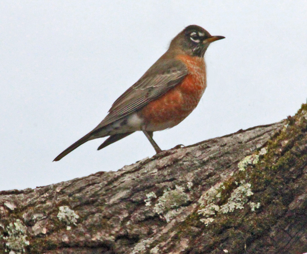 JosephHill3794's tweet photo. American Robin🐦
#January2023
Photo By: Joseph Hill🙂📸🐦
#AmericanRobin🐦 #bird🐦 #birdontree #tree #beautiful #peaceful #nature #winter #birdtwitter🐦 #birdphotography🐦📸 #SouthernPinesNC #January https://t.co/tQuuJAQZrE