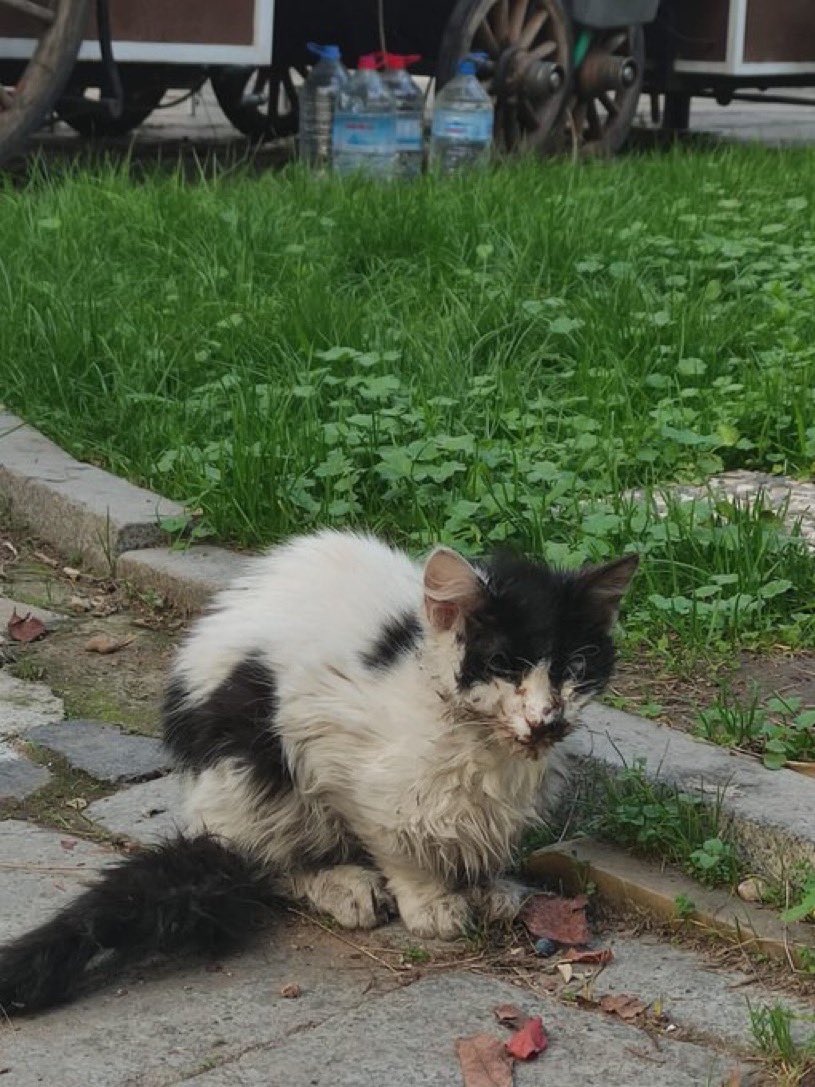 İzmir Alsancak Sevgi yolunda böyle bir kedi gördük, ilgilenme şansımız olmadi öğrenciyiz derse giderken denk geldi acaba yardımcı olabilecek biri çıkar mı diye paylaşmanızı Rica edebilir miyim, hayli zayıf ve hasta bı kedi evinde yatar vaziyette sürekli

<a href="/dontbesadfool/">Ela</a>