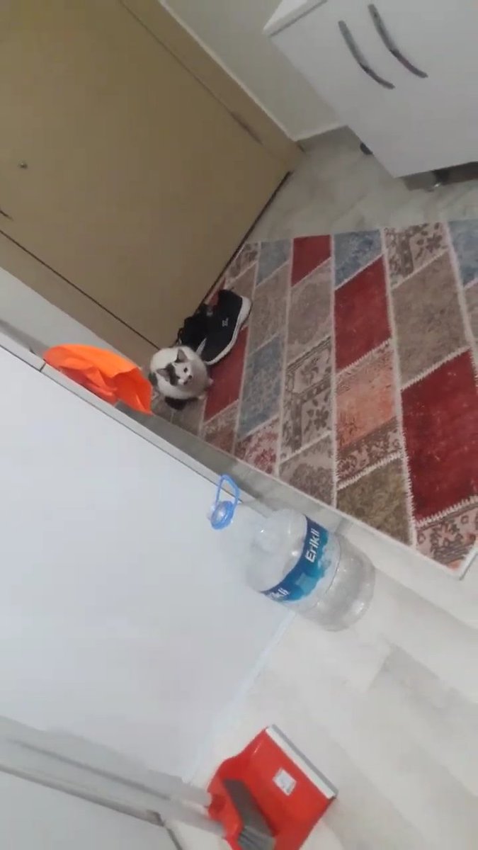 Hahahaha bi defe kefsiz-kefsiz oturup telefonnan oynuyurdum bi de baxdim pencereden iceri nese girdi. Tipe bak