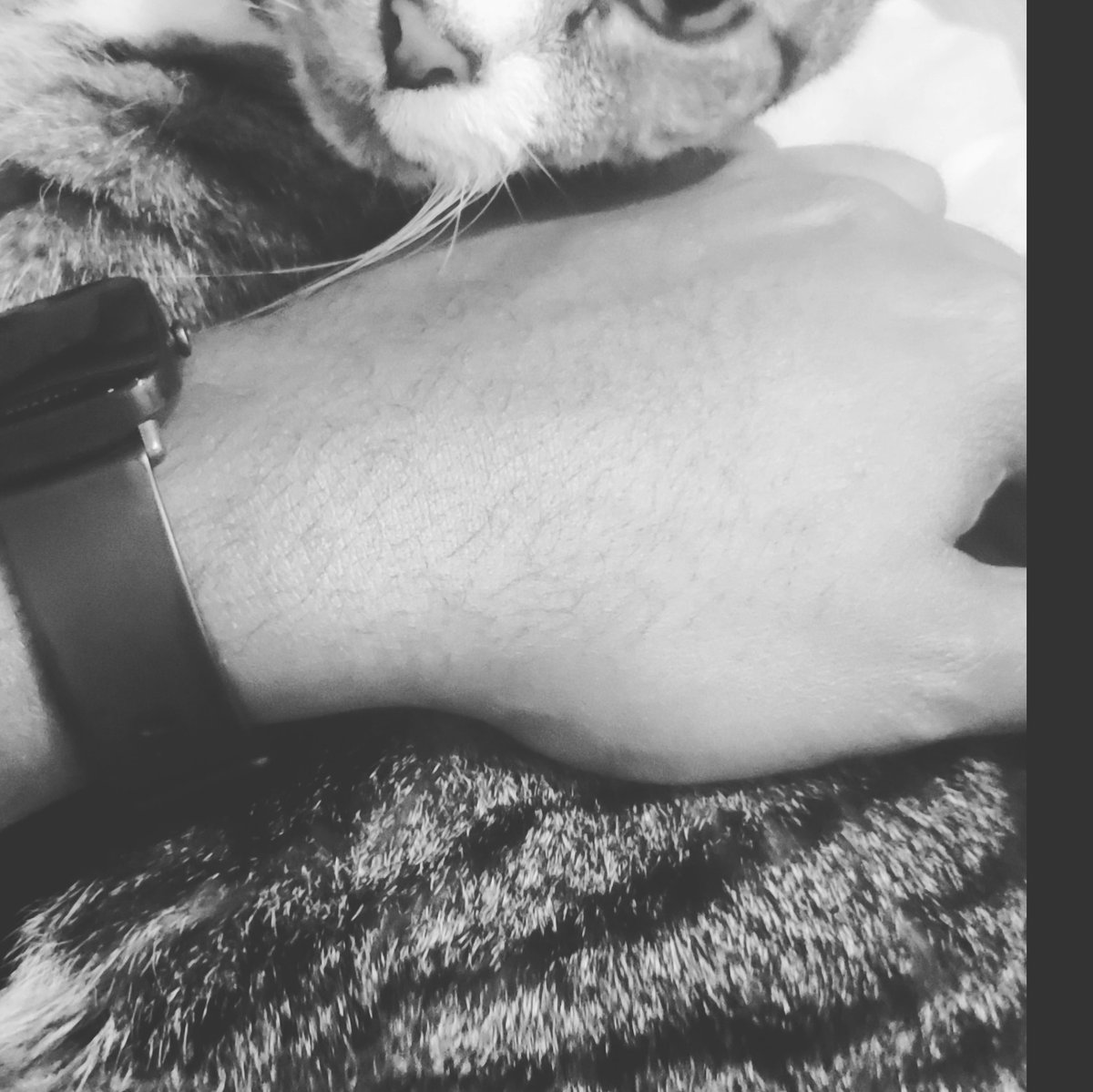 AdonisPassion86's tweet photo. He was way more than a "pet"..... he became one of my best friends and baby and I'm going to deeply miss him soo much. #CatDad #RIPBoogie https://t.co/WCRUSqOQiq
