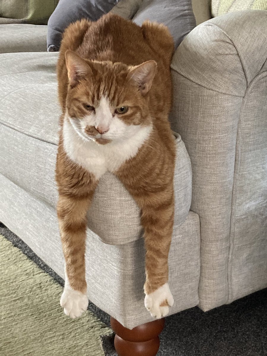 MichaelaParr69's tweet photo. @Fern_Britton I’m definitely coming back as a cat! @fern https://t.co/ZZYaQRVKF4