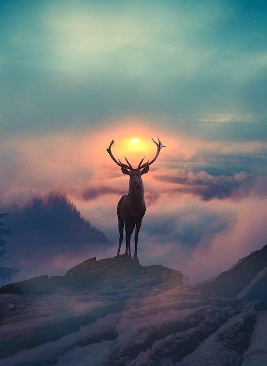 nature_forum tweet picture