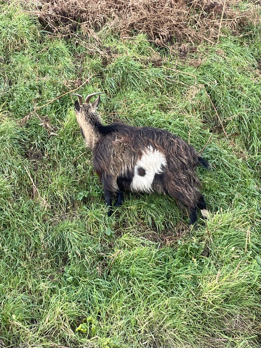87tini's tweet photo. These little beauties in Passage East yesterday 💕 #GOAT𓃵 #wildgoats #waterford https://t.co/MkhskVgrsh