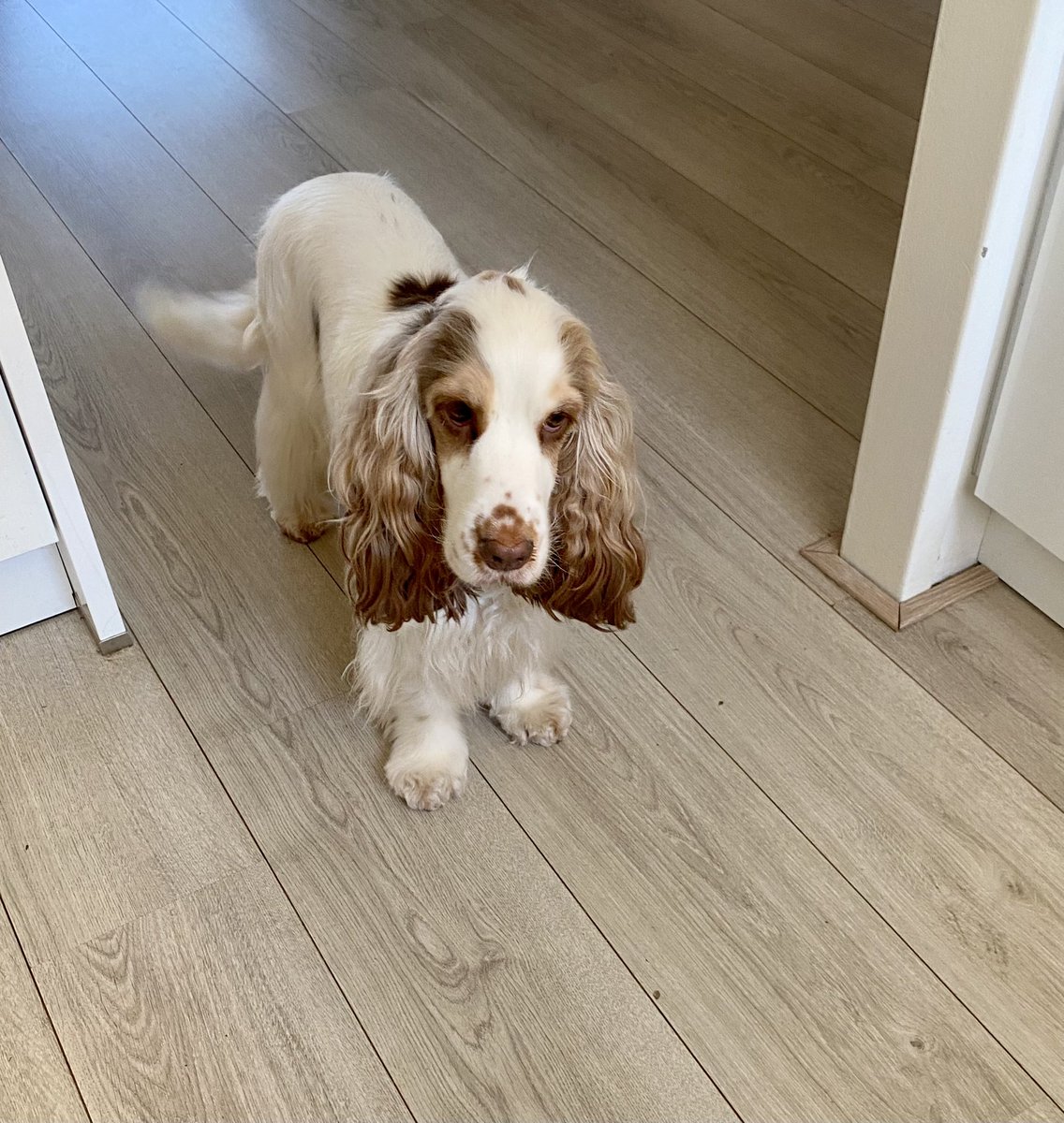 Karin van de Hoef tweet media