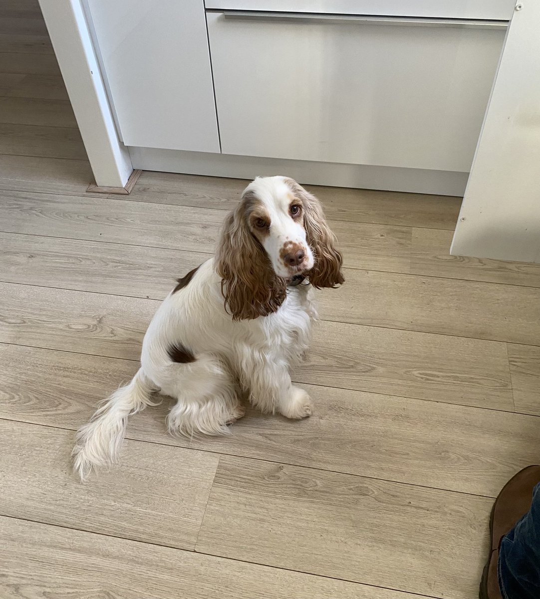 Karin van de Hoef tweet media