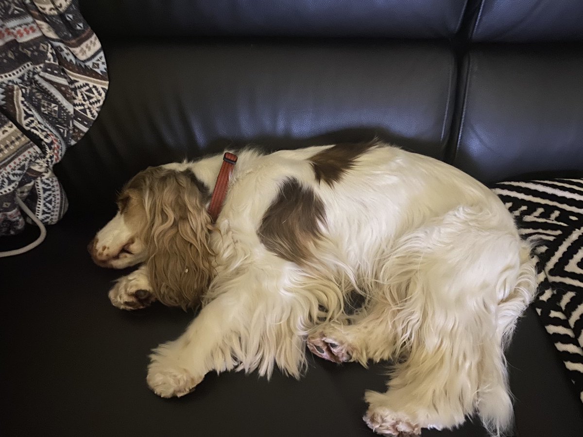 Karin van de Hoef tweet media