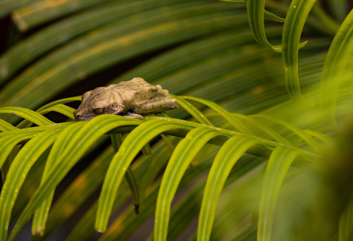 Frog Sleeping

#frog #frogs #picture #canon #canonbr #250mm
#fotografia #nature #NaturePhotography