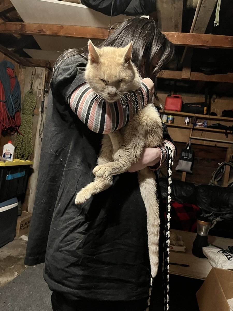 this cat was found near 300 e 400 s in provo— we think it has a home somewhere because it’s so friendly, but it’s so skinny and shaky that we think it’s lost. please let me know if you or anyone you know is missing a tabby!!