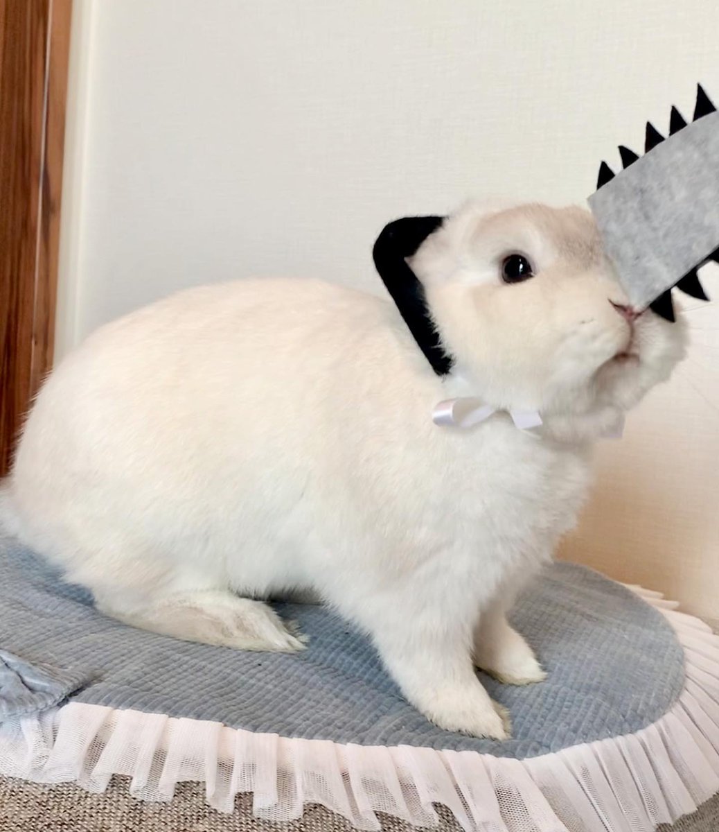 🐰🪚 Pochita Bunny