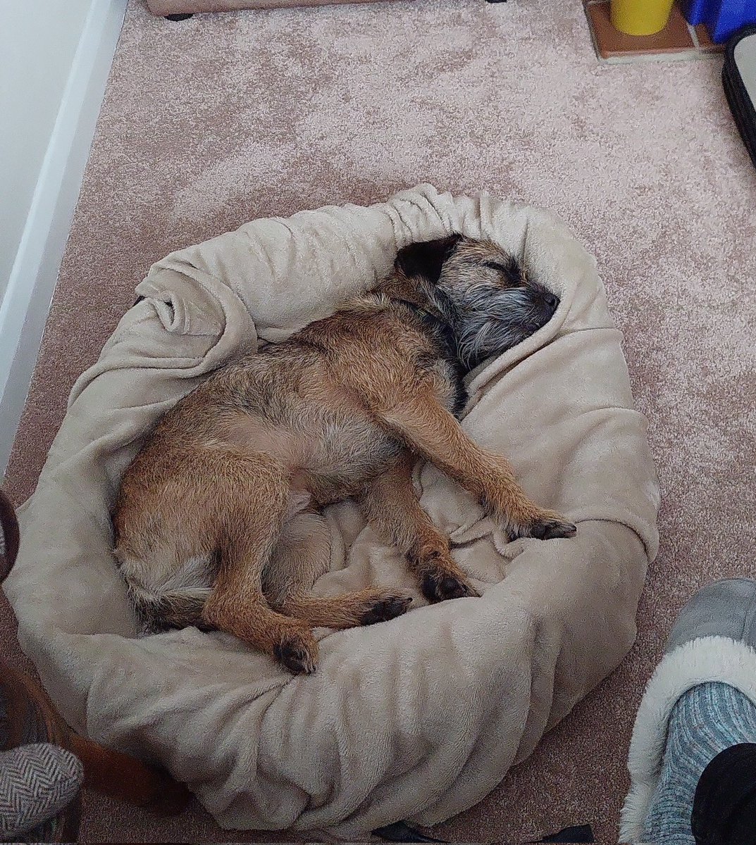 You'd never guess but I was scared of this bed a few weeks ago and refused to go in it 🤣🐕 #stubborn #BTPosse