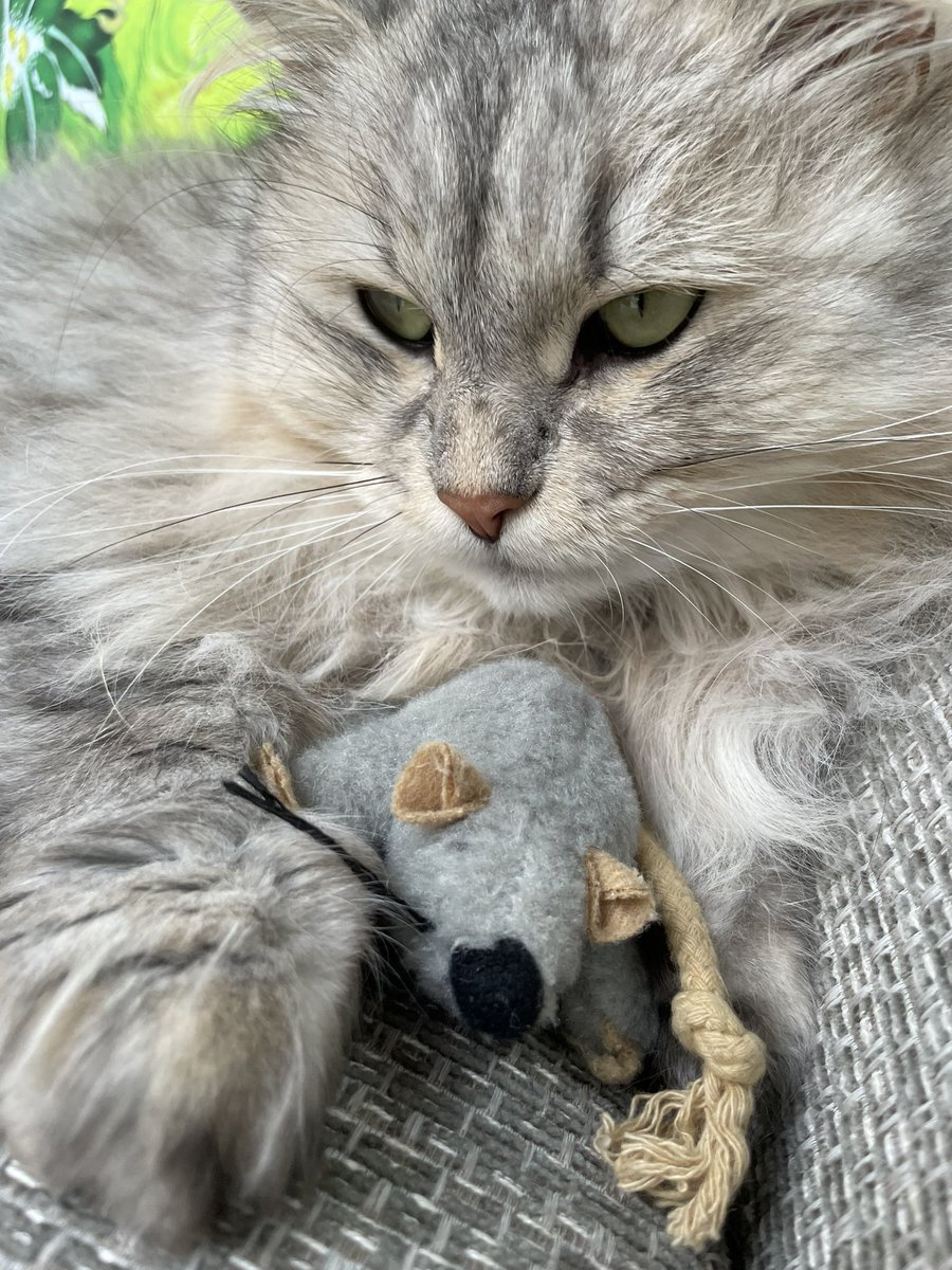 kubothecat's tweet photo. bes t frends .., https://t.co/VLc743yHOC