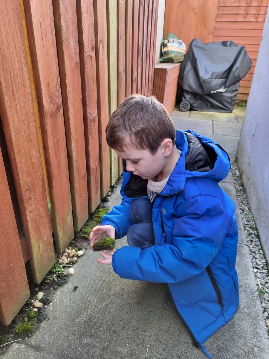 Glazgow's tweet image. I'm a long time microscope adict but today was my first #mosssafari inspired by @MossSafari
The kids and I loved getting #upcloseandpersonal with the moss