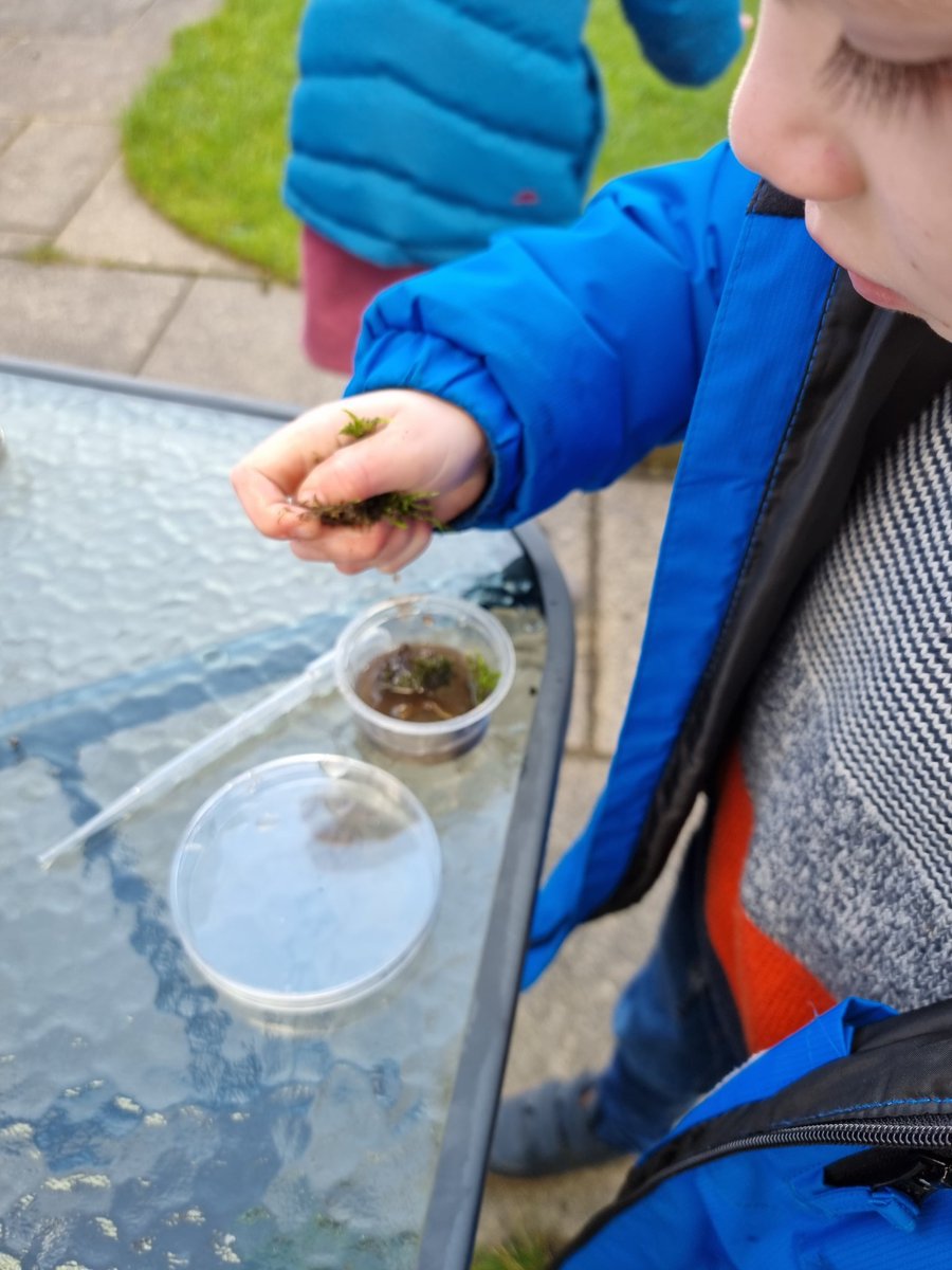 Glazgow's tweet image. I'm a long time microscope adict but today was my first #mosssafari inspired by @MossSafari
The kids and I loved getting #upcloseandpersonal with the moss