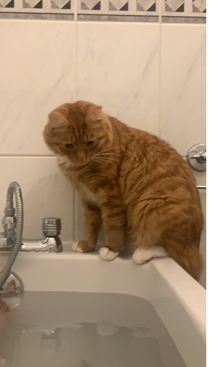 My beautiful ginger boy Cinnamon is missing. Chipped and neutered, he is a very friendly boy who swishes his fluffy tail. He has white socks and white under his chin. I've tried all the usual things, please help me find him

#lostcat #walthamabbey #london #cat