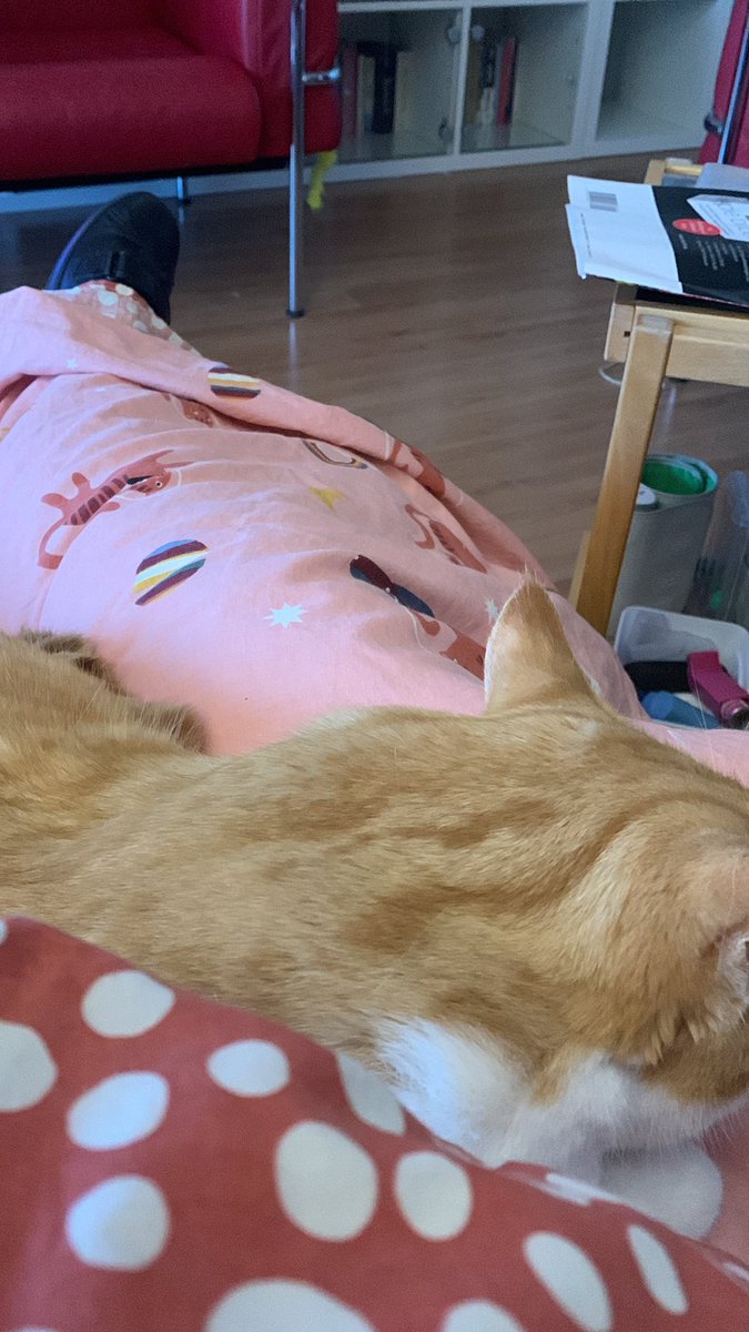 VentjeJoris's tweet photo. Nou einduluk hoor! Kleine dekbedje ip schoot=mij #Bousy😻 op schoot: da weet je best 👱 #Purrr https://t.co/TXn19HyGc9