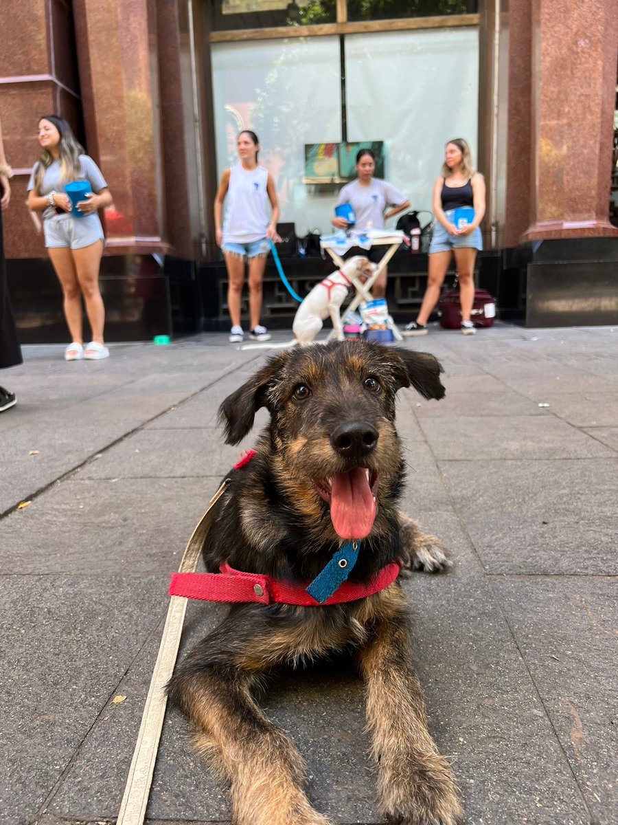 Animalistas De Rosario 💙 tweet media
