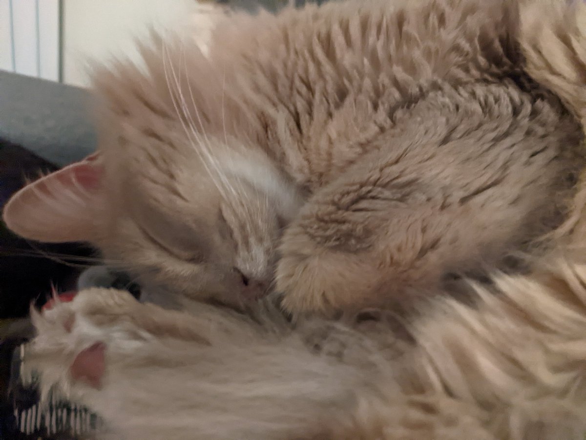 squeakie__'s tweet photo. @ZirconixUK Same with Vega. The amount of straws she chews... Runs away with. Cords she eats. But look at her. https://t.co/LaG3pmIHUY