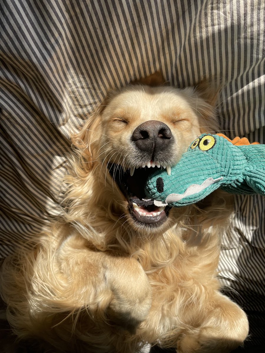 golden-retriever-channel-on-twitter-sirius-enters-weekendsmiles-with