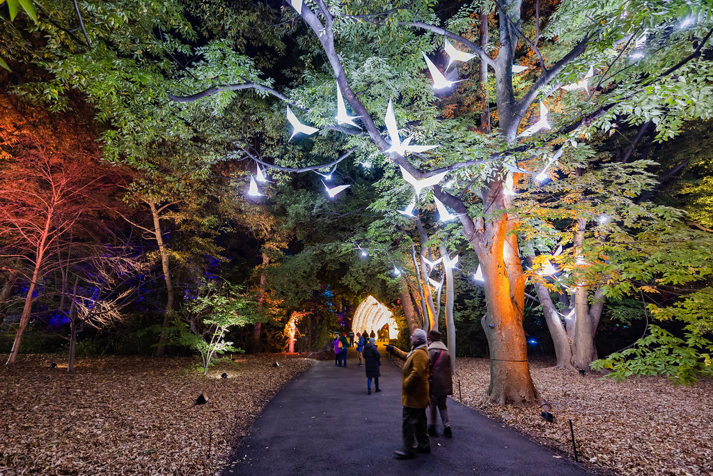 BrooklynBotanic's tweet photo. Tonight is the last night of #LightscapeBrooklyn 2022-23! Thank you to all who joined us and we can't wait to see you again next year!
Lead sponsor, @conedison. Supporting partner, @jpmorgan. Produced in partnership with Sony Music. Illuminated trail created by Culture Creative. https://t.co/6EH0ah3TST