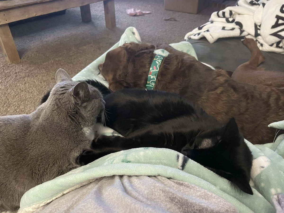 AmySerafin04's tweet photo. #sundaysnuggles #catsoftwitter #love #pals #dayofrest https://t.co/GEFFVXtilo
