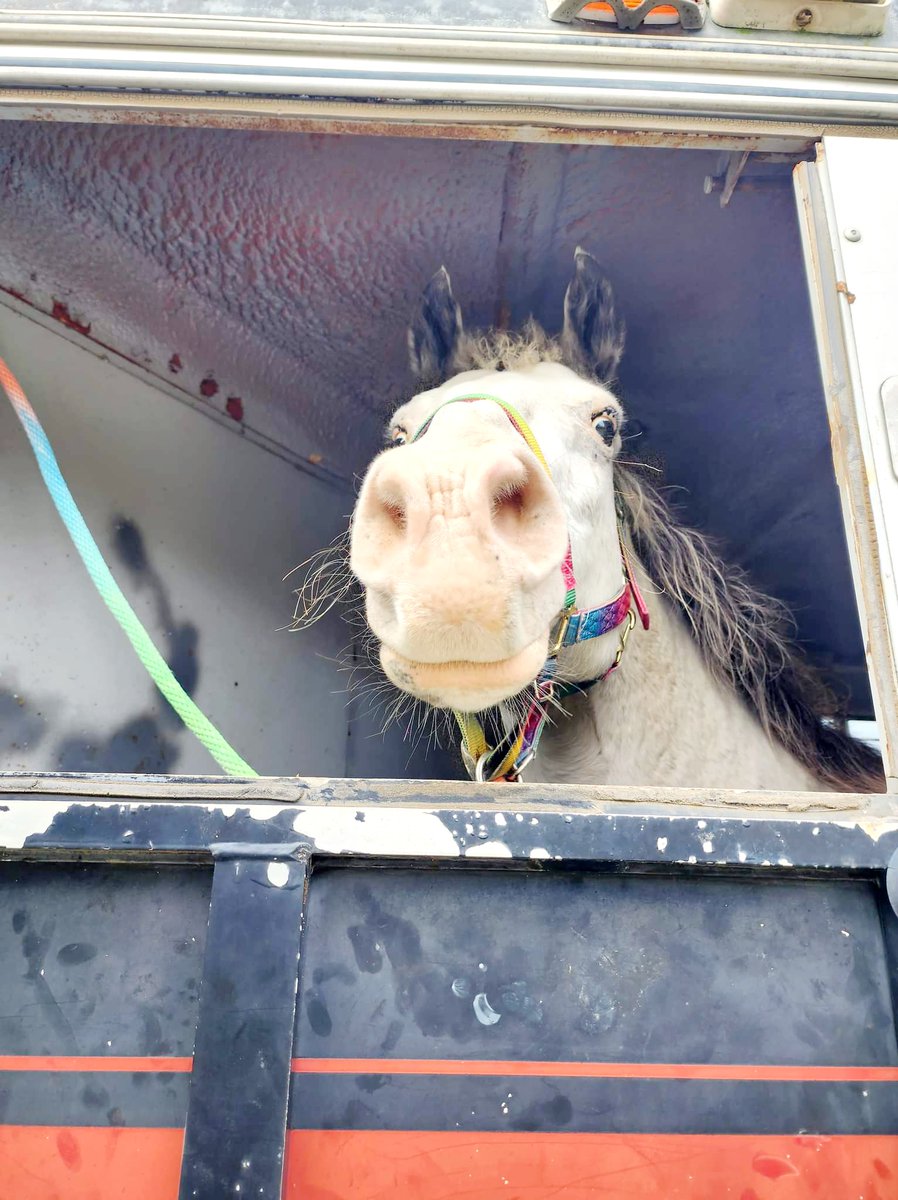 SouthernPawsNC's tweet photo. Do you have any special hobbies outside your normal day to day??

We love horses! Meet Stormy! She's our family horse. 🐴🐎

#horses #SouthernPawsSalon #EdentonNC #IndependenceRanch #WhiteHorses https://t.co/QC5woc8JxU
