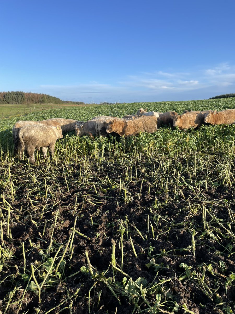 matthew macken tweet media