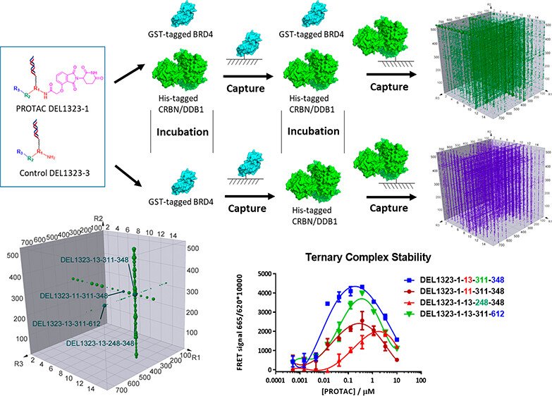 ACSBioMed's tweet image. New Editor's Choice 🏅 article from #ACSChemBiol!

Optimization of PROTAC Ternary Complex Using DNA Encoded Library Approach

Read for free 👉 go.acs.org/3rB