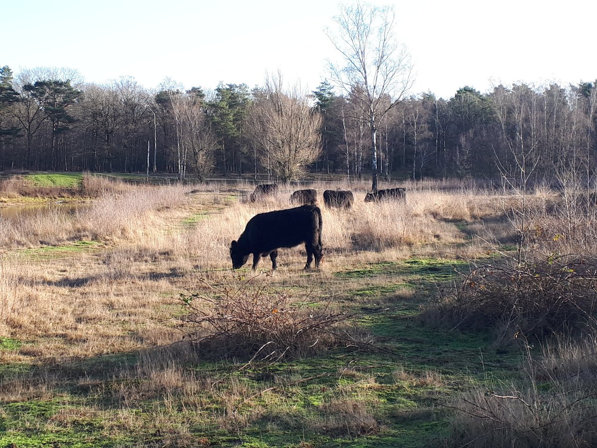 slissie's tweet photo. #Surae vroeg op pad.. in alle rust genieten van de zondag๐ https://t.co/zoUo9aqo2h