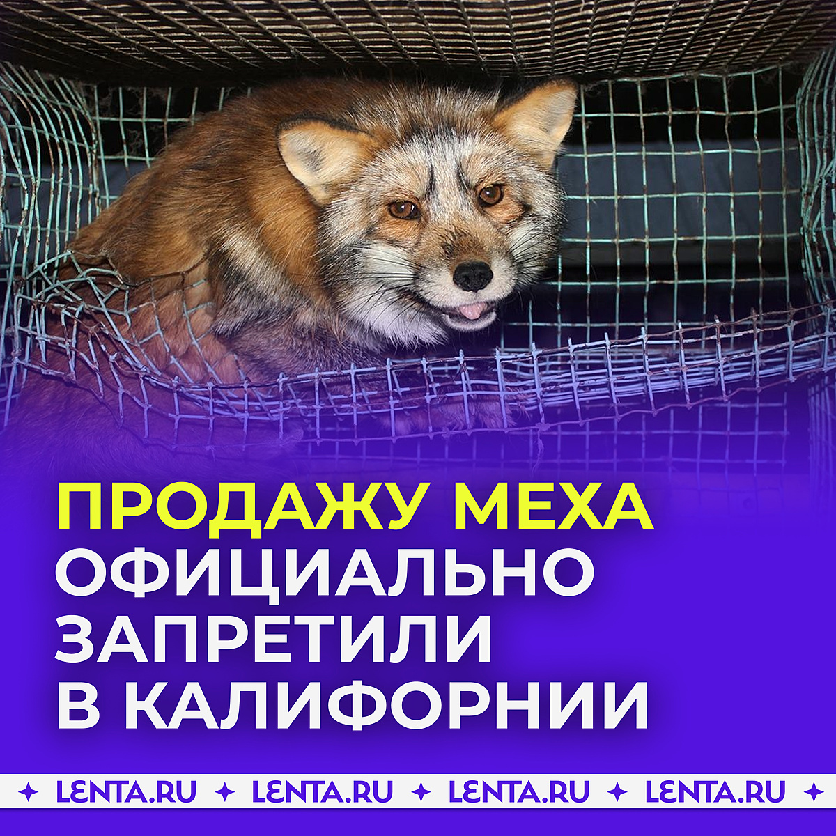 ❤️ Мех животных официально запретили продавать в Калифорнии.

Закон был принят ещё в 2019 году, но в силу он вступил только в 2023-м. Так, Калифорния стала первым штатом, отказавшимся от меха, несмотря на то, что доход от этой отрасли был огромным.

Нужны такие законы?