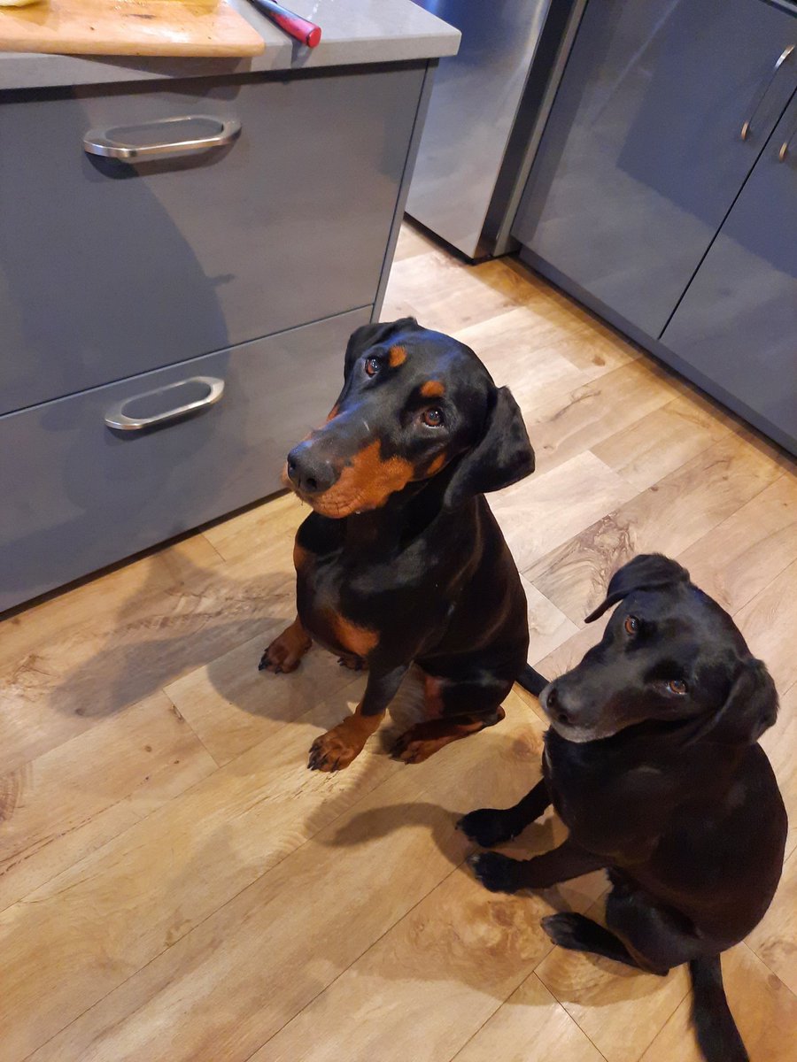 NotBadForHerAge's tweet photo. Can we help with cooking Mum? We can be your tasters.. πΆπΆ #Damson #Dobermann #Fred #dogsoftwitter #tryingiton #pleadinglook https://t.co/pDXume8trh