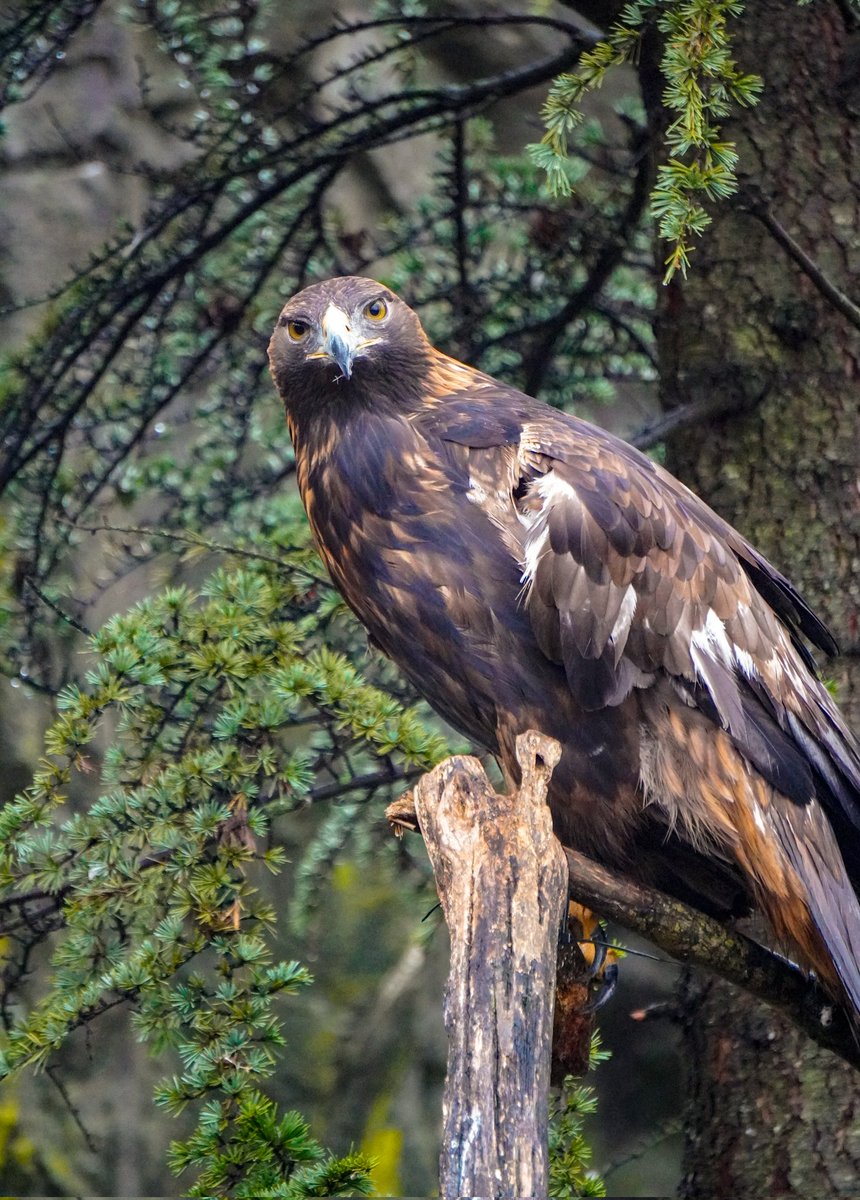 RWPZoo's tweet photo. The golden eagle is North America's largest bird of prey. They can dive upon their prey at speeds of more than 150mph!

Hercules, our golden eagle, was rescued after sustaining permanent wing injuries in the wild. Unable to fly, we provided him a home at the Zoo. https://t.co/4aTJwD42ys
