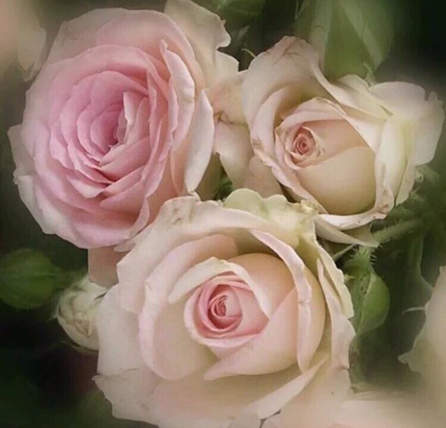 #Roses ~ #Flowers