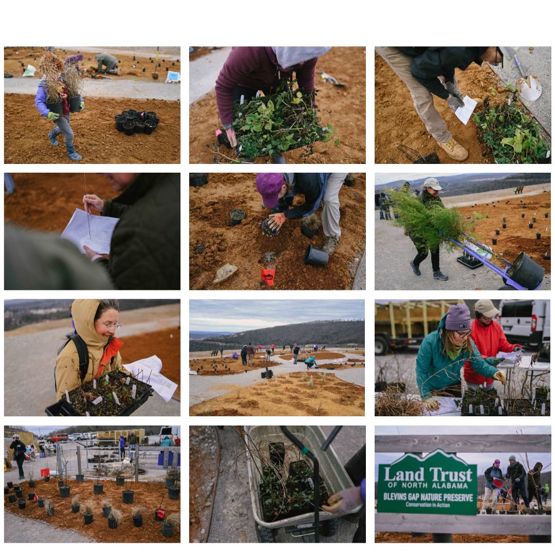 Stills from yesterday's installation of the Pollinator Garden going in at the Blevins Nature Gap Perserve - look forward to seeing it in full bloom!

Thank you @LandTrustNAL for inviting me out!

#pollinatorgardens #naturerules