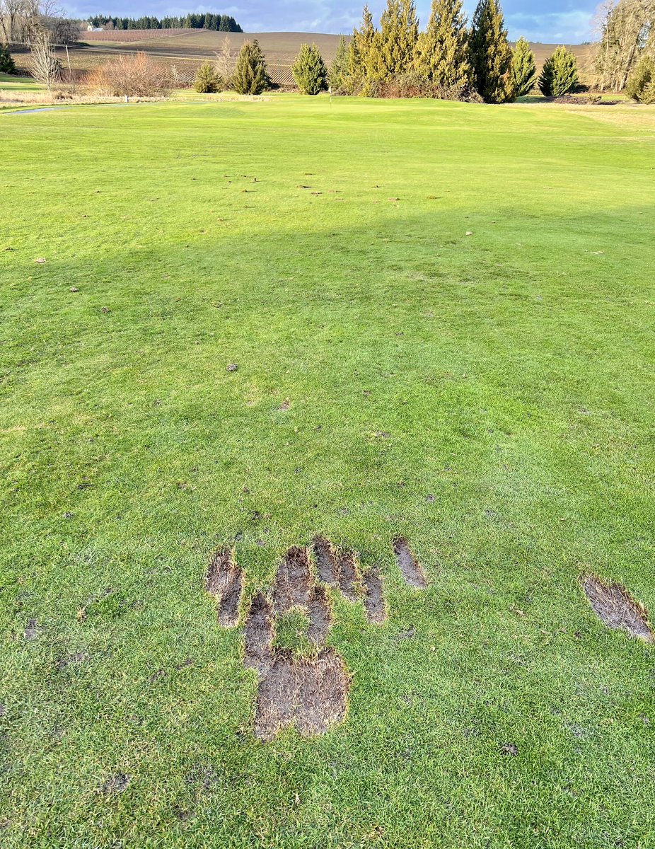 CaddieNetwork's tweet photo. Note: This is not on a driving range, it’s on a real hole at a real course. 🙄

(📸: flyiingpenguin / Reddit) https://t.co/PptVVh1ACH