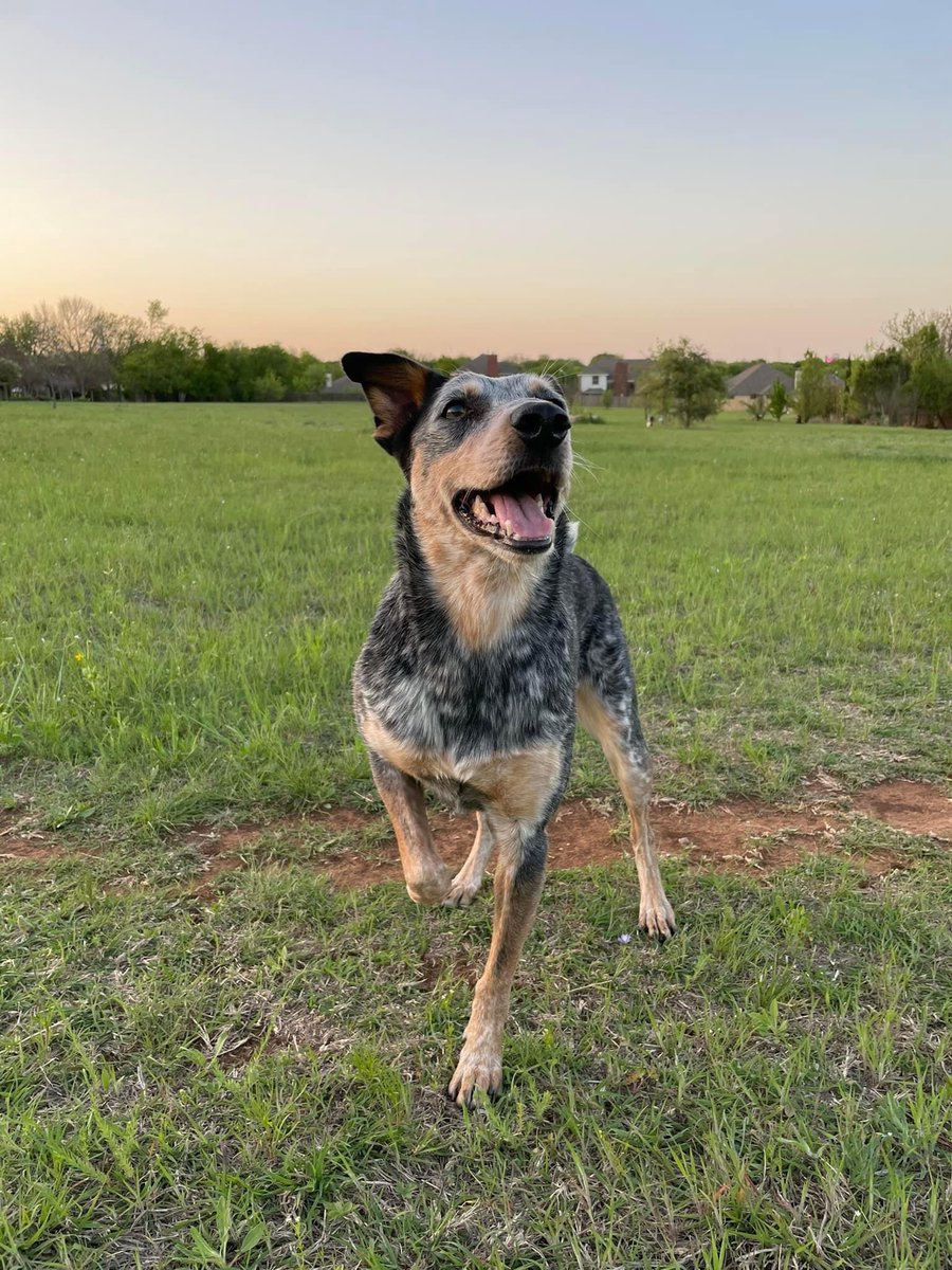 Grady Don Sandlin (@gradydon) on Twitter photo BENBROOK Have you seen <a href="/mattteddermusic/">Matt Tedder</a>’s dog Ruthie? She got out Saturday night around 6:30-10:30pm. Blue heeler mix, about 35lbs, and she doesn’t have a collar on but she is chipped.
Near Williams Rd on the N side of I20. <a href="/corbydavidson/">Corby Davidson</a> BENBROOK Have you seen <a href="/mattteddermusic/">Matt Tedder</a>’s dog Ruthie? She got out Saturday night around 6:30-10:30pm. Blue heeler mix, about 35lbs, and she doesn’t have a collar on but she is chipped.
Near Williams Rd on the N side of I20. <a href="/corbydavidson/">Corby Davidson</a>