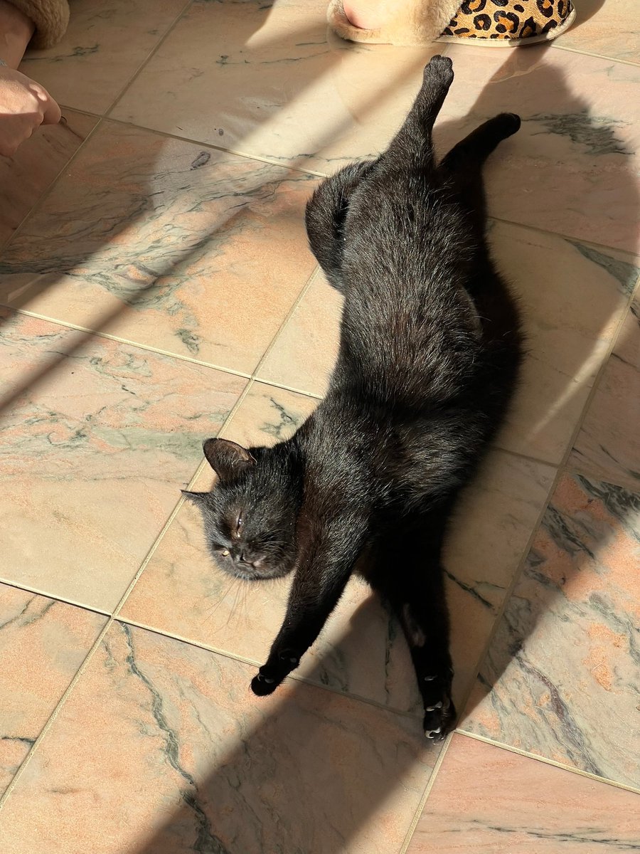 Welcome Mila 😻❤️ #CatsOfTwitter #cats