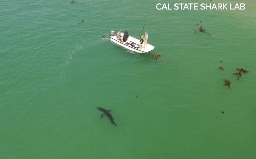 California bans bait, lures &amp; chum used to illegally target White Sharks. "When there are things we do as a society that harms those sharks, it's good to see people say, 'this isn’t acceptable, and we got to do something different,'" says @CSULBsharklab.
 cbs8.com/article/news/l…