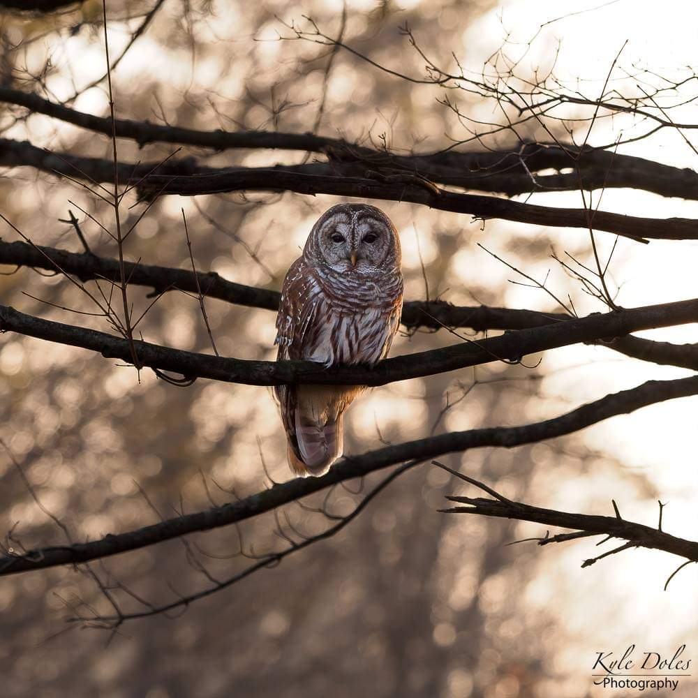 Sometimes you just get lucky and yesterday was one of those days. After a 2 hour hike I was almost to the car, looked up and there he was. It was like he had been waiting on me. I say it a lot, but this is what it is all about. It was magical...