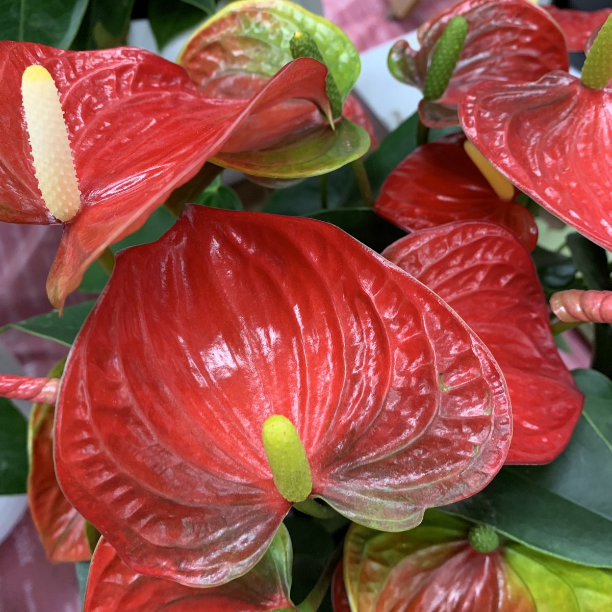 お早ようございます٩(*´꒳`*)۶ 🌸🌸🌸花の便り🌸🌸🌸 アンスリュームは、トロピカルな雰囲気を醸し出す観葉植物で、寒さには弱いものの暑さには丈夫な植物です