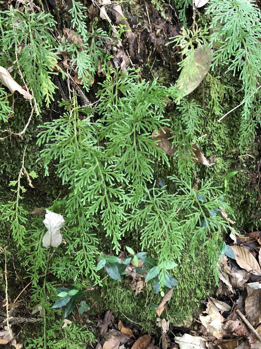 NobuyaH's tweet photo. 今日のシダ
Today's Fern
カタヒバSelaginella involvens （Sw.)　Spring
イワヒバ科Selaginellaceae
Willk.
Aug.2022

枝の先端に胞子嚢穂ができ始めている。Sporangia are beginning to form at the tips of the branches.

 #botany #plants #flora
 #ferns #Felce #Helecho #Farn #Fougère #蕨類 https://t.co/7TlBAADgH5