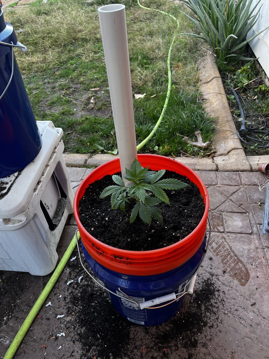 AEDLING's tweet photo. Double Purple Ghost Candy photo (@SeedsmanSeeds) in my new genius Auto buckets. $13 each! π€π° We are celebrating early growing season in Phoenix on a Sunday morning π¨ #AlwaysUpgrading https://t.co/d1wH2flIj1